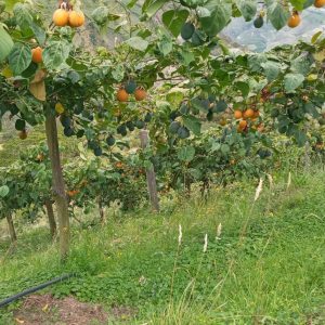 473622197_489849877468698_6492724205586401483_n